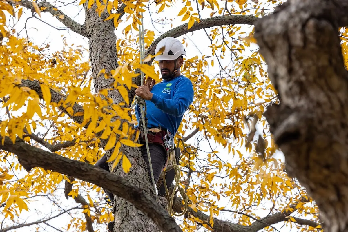 Skilled Tree Planting crew working in Beech Grove